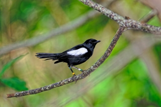 STB_8_endemic_Magpie_Robin.JPG [original]